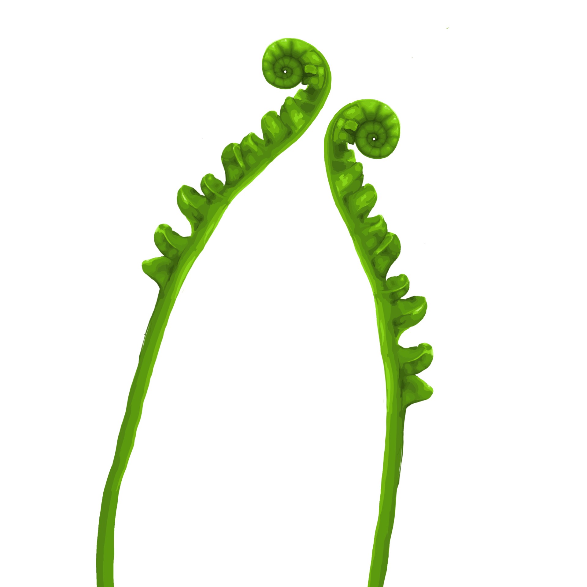 Fern illustration