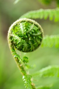 fern close up