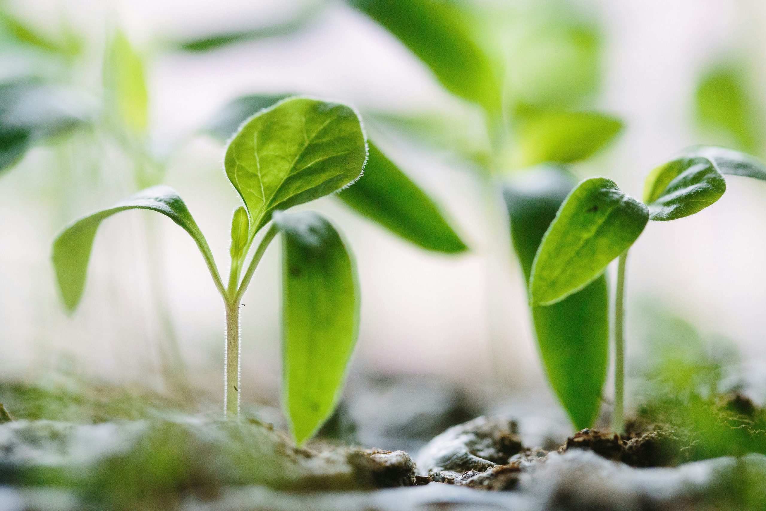Nurturing your team culture